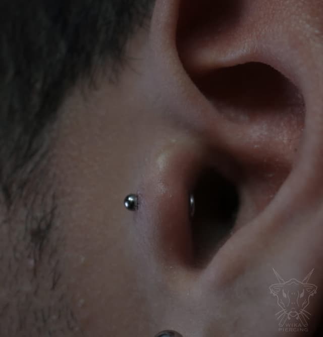 Blue Rose Tattoo · Piercing 15