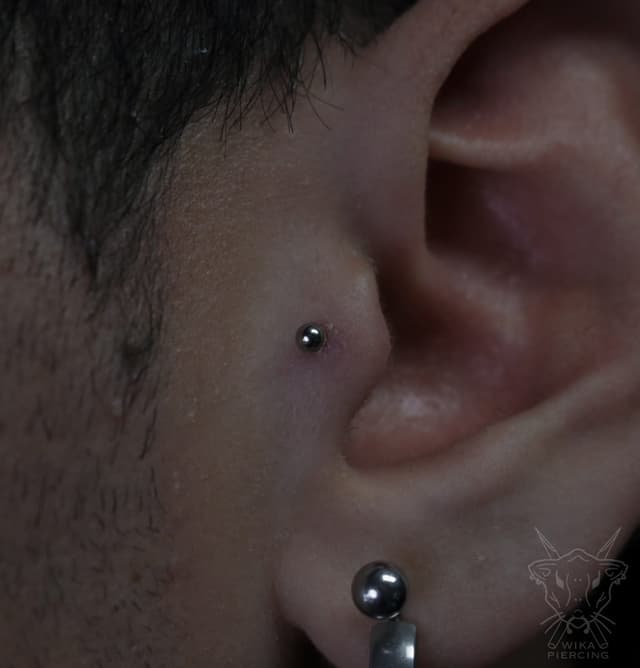 Blue Rose Tattoo · Piercing 16