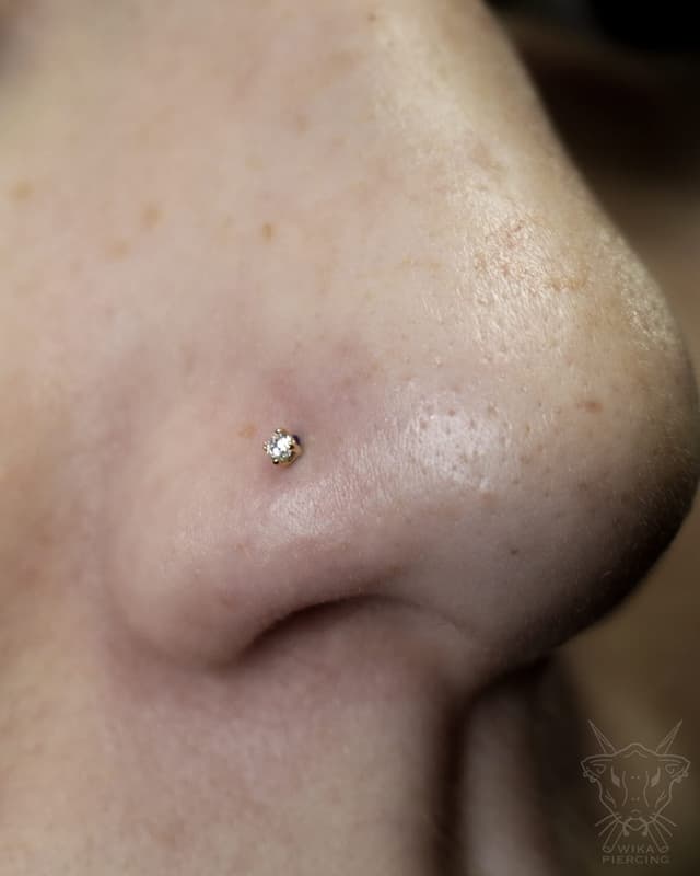 Blue Rose Tattoo · Piercing 29